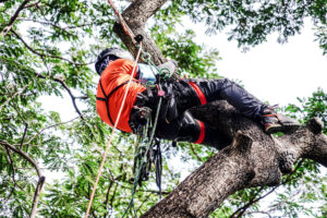 Arborist, Tree Service, and Landscaping Financing Company