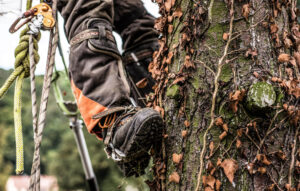 The Tree & Landscape Equipment Financing Company